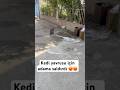 Kedi yavrusu için adama saldırdı #kaplan #keşfet #atmaca #dog #kedi #aslan ##shorts #köpek #kurt #b