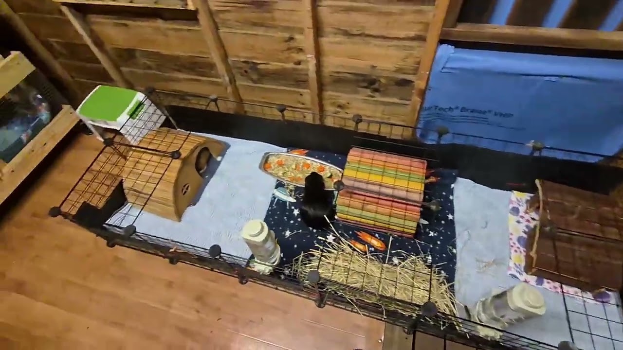 Cage cleaning day for all cages 21/12/25 part 1