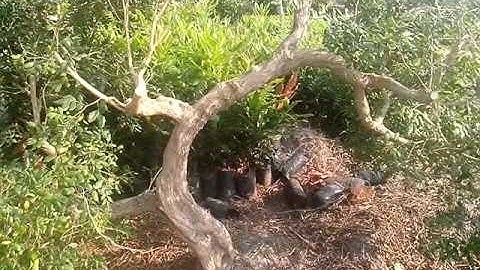 Vườn nguyệt quế 1000 cây hàng đầu Tiền Giang #nguyetque