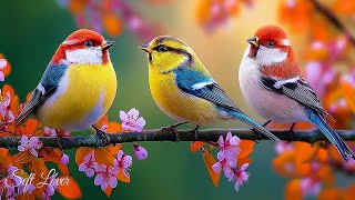 Я Плакала, Когда Услышала Эту Песнюосень, Пришла Осеньмузыка Для Души