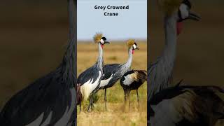 Entering Liuwa Plains Zambia