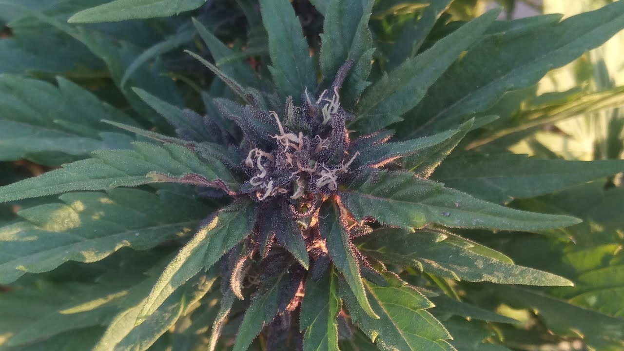 como cultive Autoblueberry en 90 dias en exterior? 🍇🫐🍇