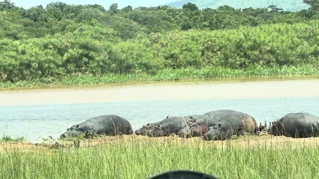 Daytime calm by the water’s edge 🦛🌊