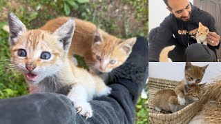 Trying to save two kittens who clung to the man after their mother abandoned them.