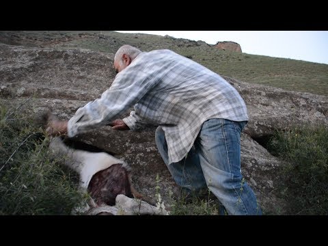 სამგლედ მოვლილი ძროხები და ცხვრები - მწყემსები მგლის მოკვლის უფლებას ითხოვენ (VIDEO)