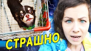 PUPPY in shock from the storm! DOG in the truck and one on a walk! REACTION PUPPY Magic Family