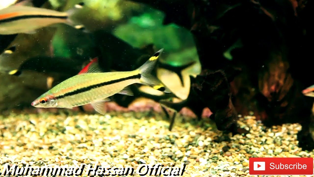 Muhammad Fish Fish Swimming | Muhammad Hassan Official - YouTube