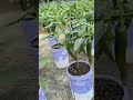 Catchy/Social Media: Potted Chilli Plants Thriving on the Rooftop! 🌶️✨