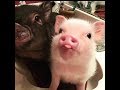 CUTE MICRO PIG | A Cute Mini Pig Videos Compilation 2019 #1