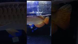 Download Mp3 Red tail golden arowana eating catfish | new video Gudang lagu Download Mp3 Red tail golden arowana eating catfish | new video
