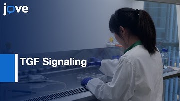 TGF Signaling and Epithelial to mesenchymal Transition study in Cells | Protocol Preview