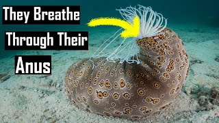 What are Sea Cucumbers?