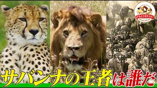 サバンナの王者は誰だライオン,ハイエナ,ゾウ,チーターたちが厳しい生存競争を繰り広げるマサイマラの映像特集【どうぶつ奇想天外／WAKUWAKU】