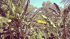 LAGU KERONCONG PALING SEDIH Cipt GESANG - Penyanyi TONNY MAWON  - Durasi: 4:30. 