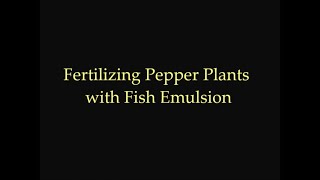 How to Fertilize Pepper Plants Using Fish Emulsion | Tyler Farms