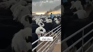 سوق تبوك نجد ضحايا