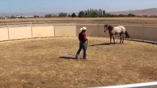 Bucking Roan QH mare