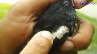 Kacer Trotolan Jamin Jantan