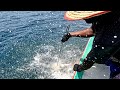 Catching Blacktip Trevally, Trigger Fish &amp; Marine Cat Fish in the Sea