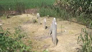 Hidden in a Cornfield. 1720's-1820s Bowman-Kreider Farm Cemetery plot.
