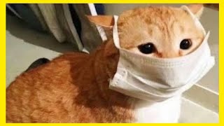 THE FUNNIEST CAT VIDEOS of 2020 - FUNNIEST 😻 CATS - TRY NOT to LAUGH - BEST of the 2020 FUNNY CAT by Fifty Shades of Cats 3,723 views 3 years ago 12 minutes, 33 seconds