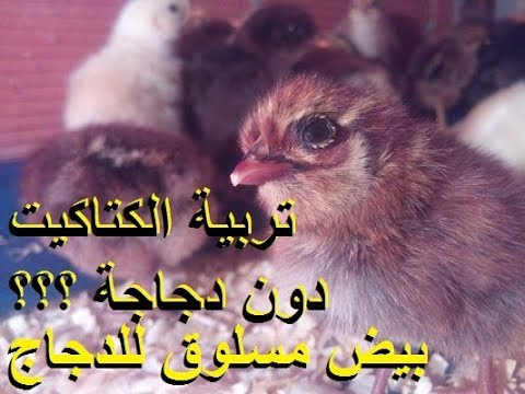 فيديو: ماذا وكيف تطعم الدجاج