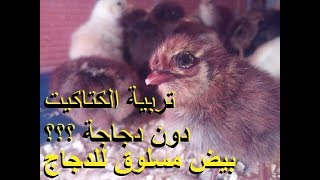 تربية الدجاج - كيف تتعامل مع الكتاكيت الصغيرة من أول يوم  دون دجاجة وأهم غذاء لهم