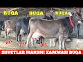 JAXONGIR AKA CHEMPION SIGIRLAR XAMMASI BUQA NARXLAR BOMBA JIGARLAR ULGURIB QOLIN