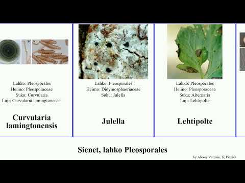 Video: Mikä on alternaria-lehtilakku?