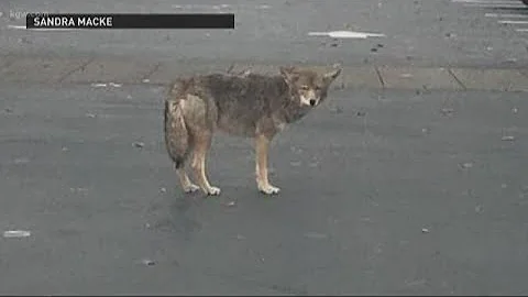 How to handle a coyote encounter