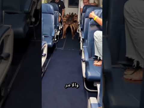 وحش عنكبوتي ذو العديد من الأرجل