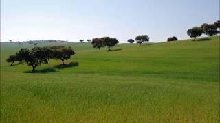 Video thumbnail of "Trio Alentejo - Erva Cidreira"