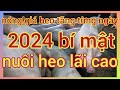 Gi heo hi tng cao nm 2024  b mt nui heo li cao