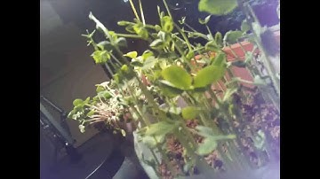 Time Lapse using Raspberry Pi Camera Module