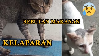 KUCING REBUTAN MAKANAN