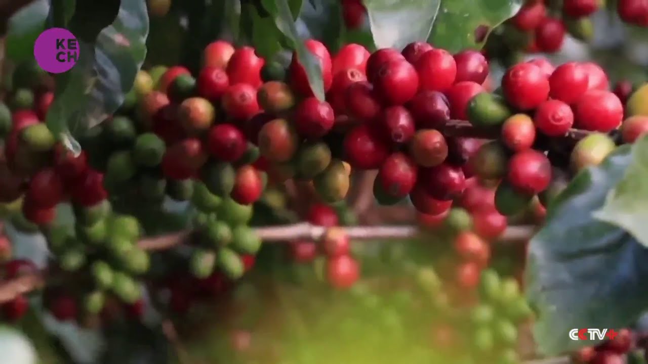 Yunnan Coffee Industry Brews Success on Global Stage