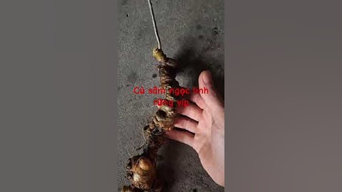 Cặp SÂM RỪNG nặng 260gram, dài thẳng 43cm, dài cong 60cm ,chất sâm thơm lừng , già đanh. 23tr