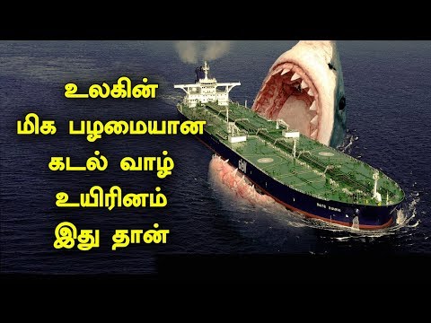 உலகின் மிக பழமையான கடல் வாழ் உயிரினம் இது தான் | Megalodon Shark