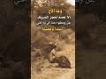 وما الأخ إلا نعمه تعجز الحروف من عبارات مجيب المسوري وما الأخ إلا نعمه تعجز الحروف من عبارات مجيب المسوري