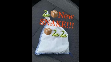 Snake Unboxing! 📦🐍
