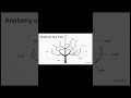 Breaking Down The Tree of Life A Simple Guid2 #shorts #phylogenetictree #trees #bioinformatics
