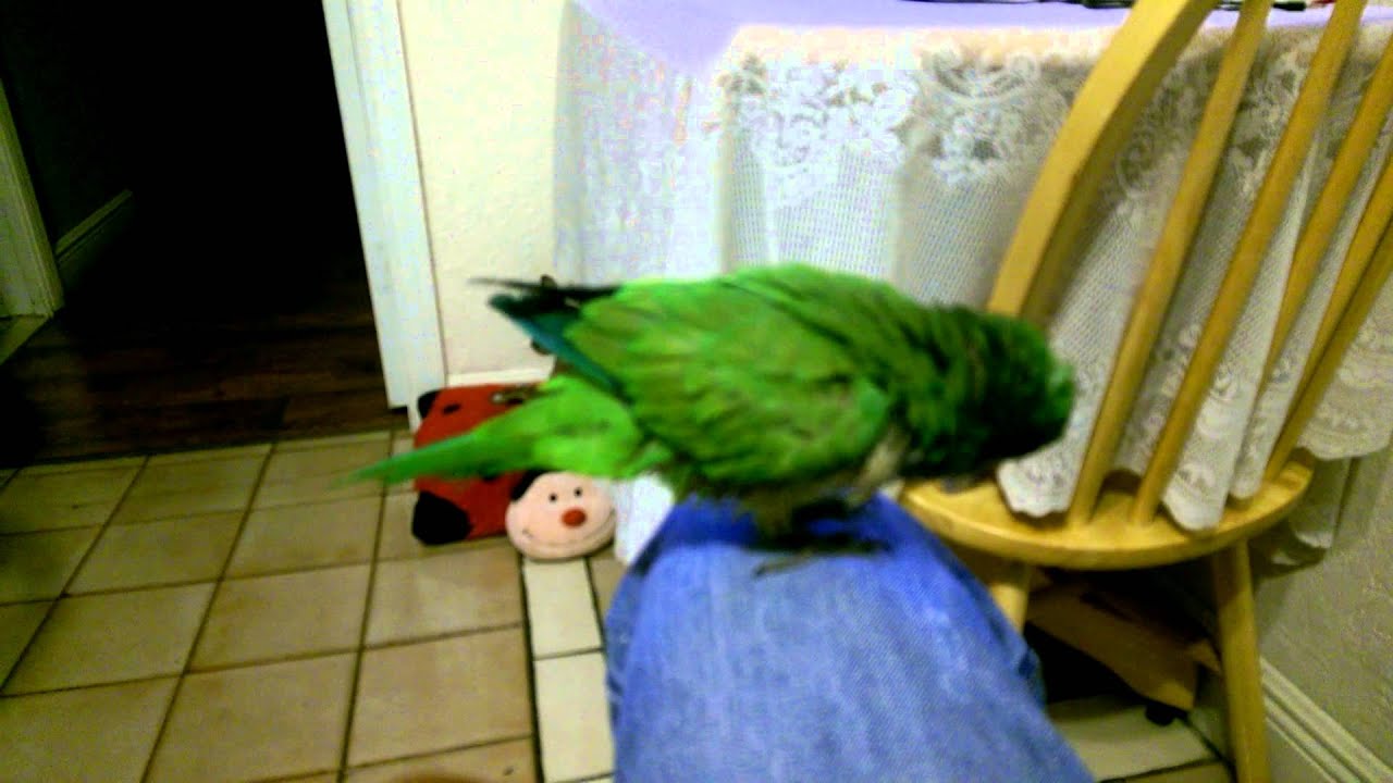 My pet bird YouTube
