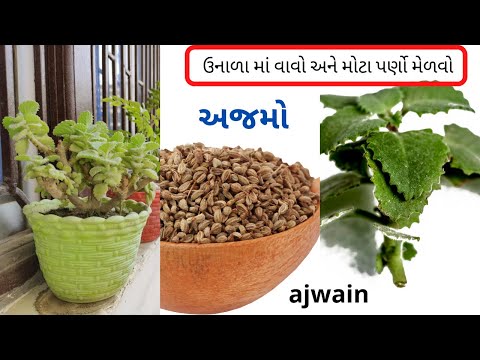 અજમો| ajwain plant bushy | grow herbal plant  | kitchen garden plant |ajamo ghare ugadvo | thymol |
