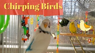 Parakeets Chirping for lonely budgies/parakeets 1 and 1/2 HOURS