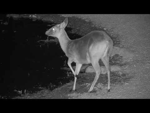 camera iphone 8 plus apk Djuma: Duiker female gets a drink - 19:05 - 08/25/19