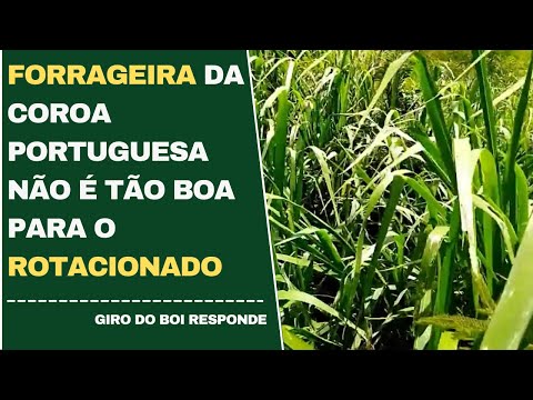 Forrageira da coroa portuguesa não é tão boa para o rotacionado | Giro do Boi - 12/05/2022