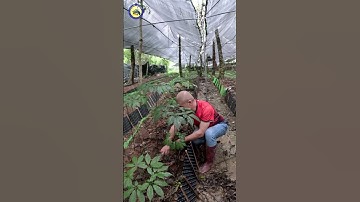 MỖI CỦ SÂM LÀ MỘT VIÊN NGỌC GIỮA NÚI RỪNG TÂY BẮC #samlaichau #htxsamlaichau