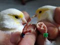 LAS MAYORES ESTAFAS EN EL MUNDO DE LAS AVES