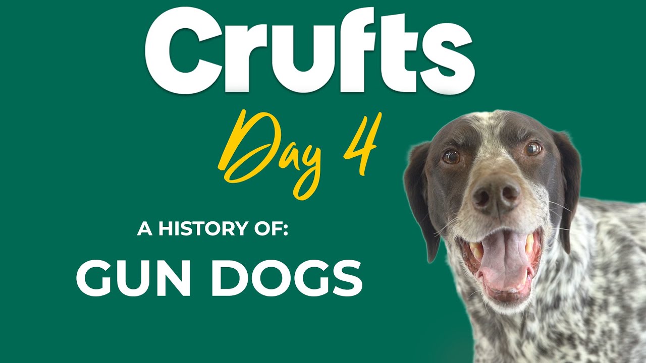 Do Gun Dogs Make Good Pets