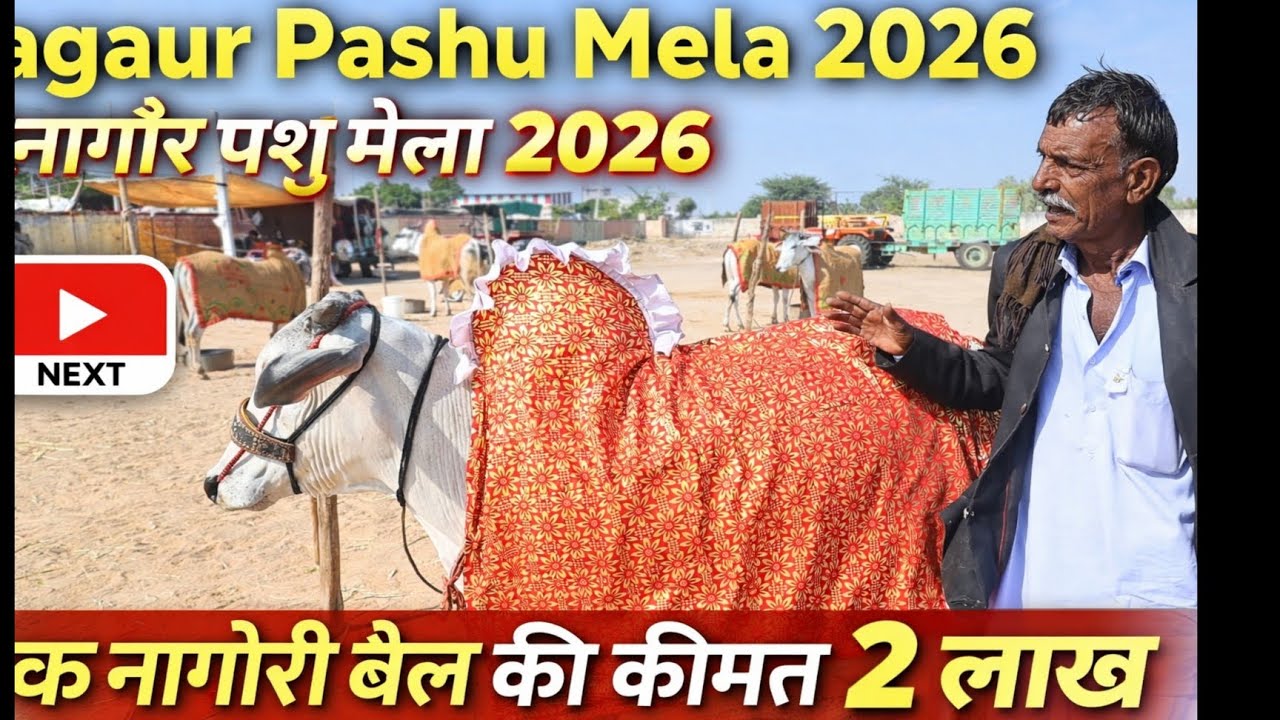 Nagaur pashu mela 2026 || नागौर पशु मेला 2026 || एक नागौरी बैल की कीमत 2 लाख  || नागौर मेला 2026